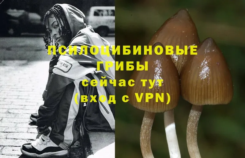 дарнет шоп  Вуктыл  Псилоцибиновые грибы Magic Shrooms 